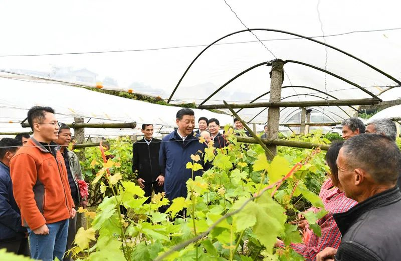4月25日至27日，中共中央总书记、国家主席、中央军委主席习近平在广西考察。这是25日上午，习近平在桂林市全州县才湾镇毛竹山村，走进葡萄种植园，同农技人员和村民亲切交流。